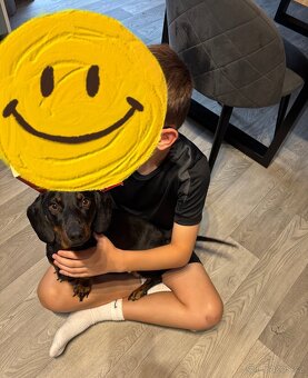 Jezevčík trpasličí - 5