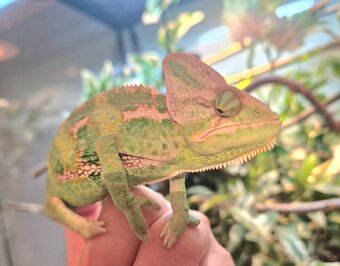 Chameleon Jemenský samec - 5