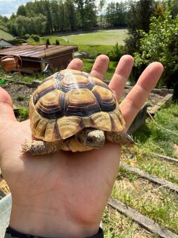Želva Vroubená 🐢 Testudo Marginata nz.2022 - 5