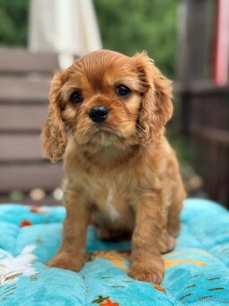 Cavalier King Charles Spaniel s PP - 5