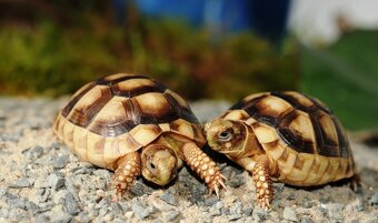 Suchozemské želvy a terária - rozvoz PrahaBrnoPlzeňČ.B. - 5