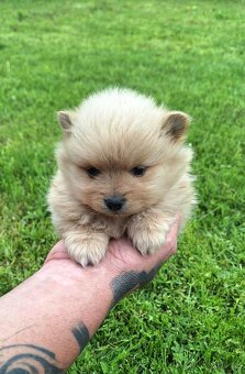 Pomeranian - 5