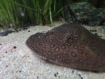 Potamotrygon motoro Mini Royal marbled - 5