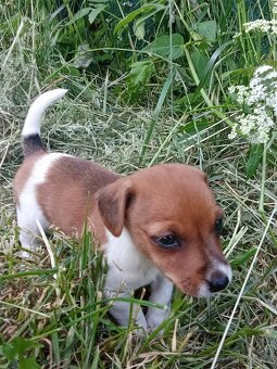 Štěňátka Jack Russell - 5