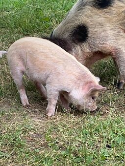 Kune - 5