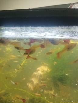 Prodej s vlastního chovu - 5