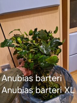 Čerstvé akvarijní rostliny - 5