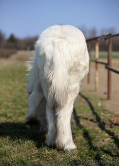 TOP cremello Irský cob/Tinker/Gypsy cob - 5