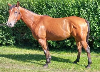 3 letý valach QH - 5