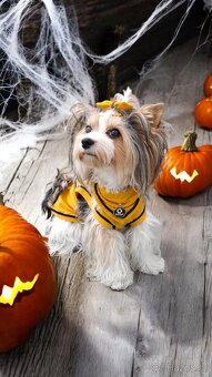 Hledáme krytí/ženicha Biewera - 5