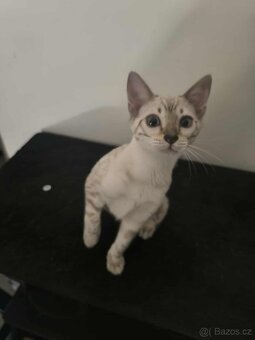 Bengálská kočka, koťata, kocourek 🐆 - 5