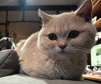 Britský krémový ko - 5