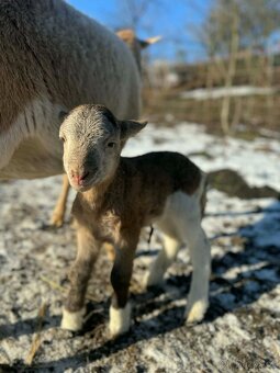Beránek 75% dorper - 5