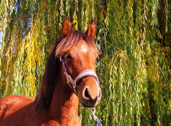 Roční klisnička na prodej - 5