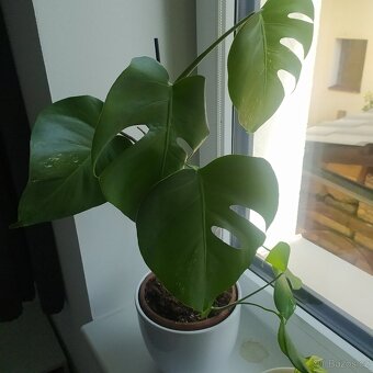 Monstera Albo - 5