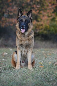 Německý ovčák s PP - krytí - 5