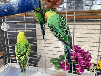 ANDULKA VLNKOVANÁ - 5