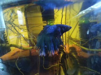 Betta splendens, Bojovnice pestrá - 5