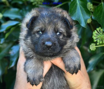 Německý ovčák -Štěnata s PP (FCI) - 5