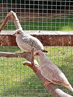 Holoubek diamantovy - 5