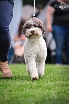 Lagotto romagnolo s PP (italský vodní pes) - 5