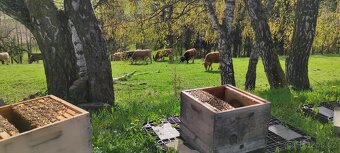 včelí med,med,květový,lipový,smíšený,lesní,tmavý,včelstva - 5