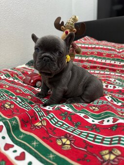 Francouzský buldoček - 5
