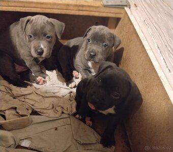 Štěňata Stafford - 5