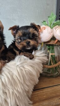 Jorkšírský terier, štěňátka s PP FCI - 5