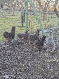 Hedvábnička kohout - 5