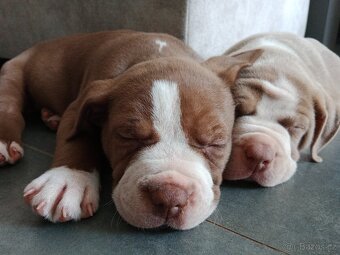 American Bully POCKET/Standard TOP krevní linie - 5