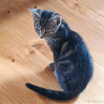 Koťátka k adopci - 5