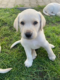 Labrador - 5
