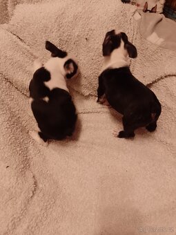 Bostonský teriér s PP FCI - 5