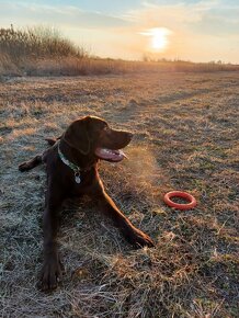 Čokoladový labradorský retrívr ke krytí - 5
