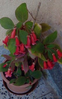 Kohlerie - Kohleria eriantha - rostlina - 5