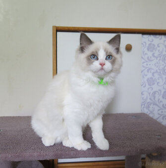 Ragdoll kocourci s průkazem původu - 5