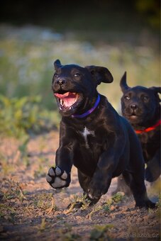 Štěňata Labrador-Labradorský Retrívr Fenečky - 5