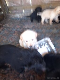 Labrador - 5