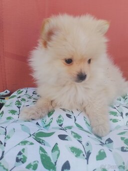 Pomeranian špic - 5