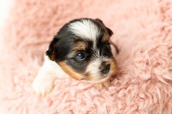 Biewer a Biro Yorkshire Terrier s PP, Jorkšír terier s PP - 5