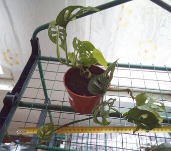 Pokojová Monstery Monkey Leaf - 5