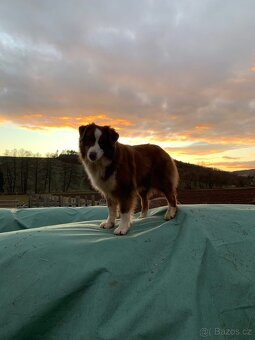 Australský ovčák s PP - 5
