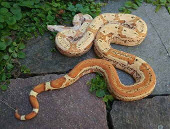 Boa imperator - Aztec Anery het VPI, VPI Jungle Aztec - 5