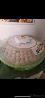 Nasadová vajíčka vlaška exchequer. - 5