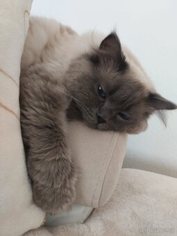 Nabízím kocoura Ragdoll ke krytí - 5