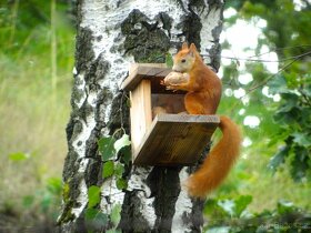 Krmítko pro veverky - 5