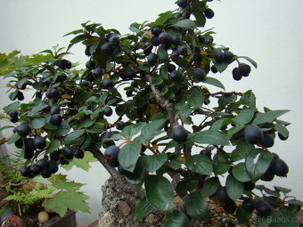 Skalník celokrajný bonsai - 5