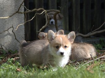 Welsch corgi pembroke s PP - 5