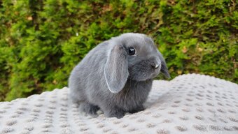 Zakrslý beránek, králíček, králík - PAUL - 5